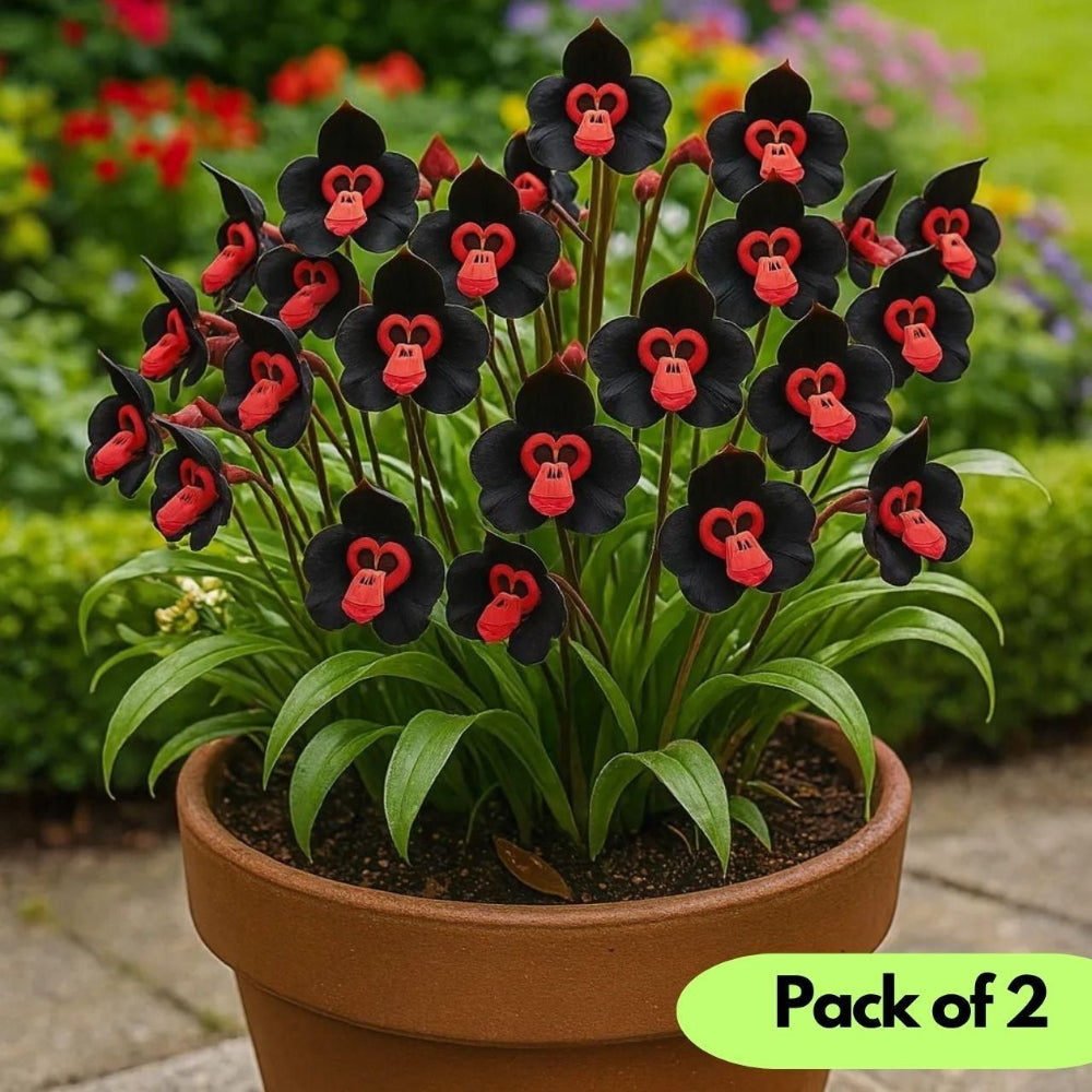 Rare Monkey Face Seeds